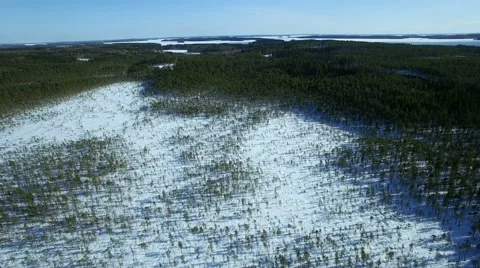 Aerial overflight lowering towards a pine bog in wintertime Stock Footage 62254212