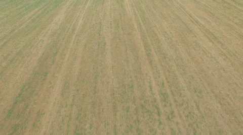 Aerial Overflight of a meadow Stock Footage 55422114