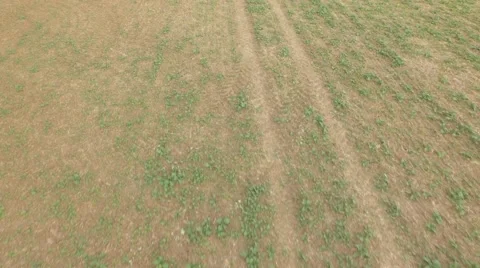 Aerial Overflight of a meadow Stock Footage 55422988