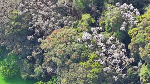 Aerial Overhead Close-Up of Dense Forest Canopy and Green Water Shoreline 스톡 동영상 346790073