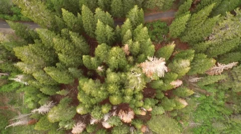 Aerial Overhead of dense forest Stock Footage 54984967