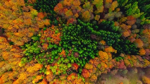 Aerial overhead drone view of vibrant autumn forest landscape showcasing lush Stock Footage 343696661