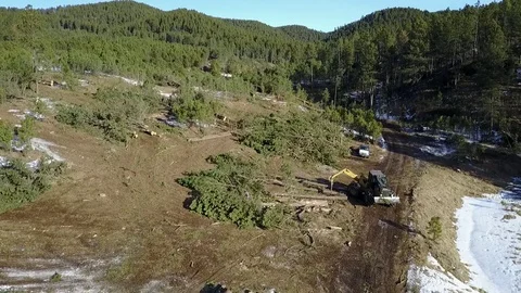 Aerial Overhead of Logging Tree Cutting Timber Harvest Operation Stock Footage