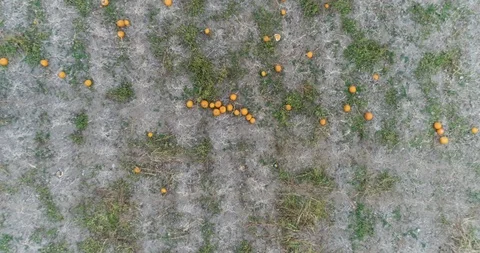 Aerial: Overhead of Pumpkin Patch in Autumn 動画素材 89313961