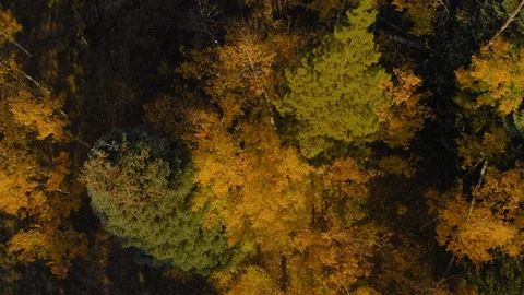 Aerial - Overhead rising from dense fall Aspen trees Stock Footage 95414075