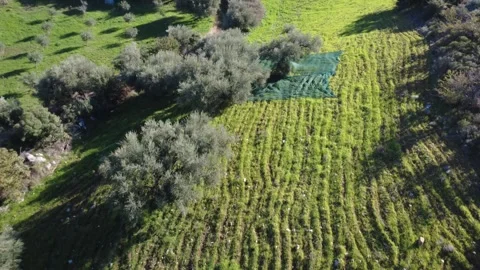 Aerial overhead shot of olive tree harvesting nets and planted grove Stock Footage 337459068