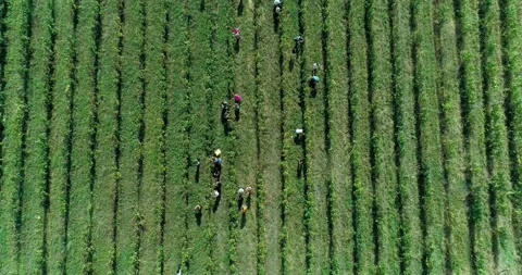 Aerial overhead shot on poeple while harvesting grapes. Vineyards harvest season Stock Footage 158519523