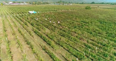 Aerial overhead shot on poeple while harvesting grapes. Vineyards harvest season Stock Footage 158519934