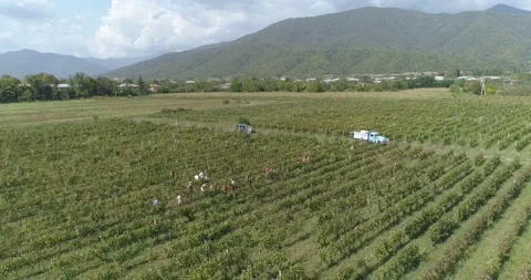 Aerial overhead shot on poeple while harvesting grapes. Vineyards harvest season Stock Footage 158520147