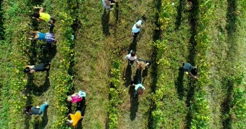 Aerial overhead shot on poeple while harvesting grapes. Vineyards harvest season Stock Footage 158520197