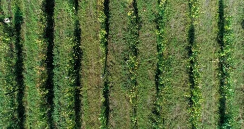 Aerial overhead shot on poeple while harvesting grapes. Vineyards harvest season Stock Footage 158520951