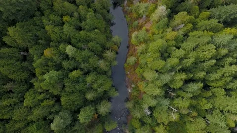 Aerial overhead top down high angle view of calm river flowing through forest. Stock Footage 187335229