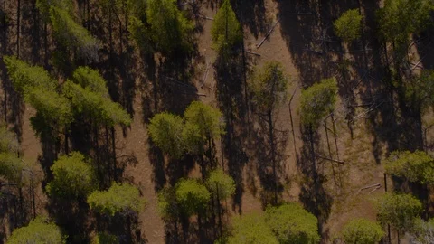 Aerial - Overhead tracking over pine trees in forest Stock Footage 95319509