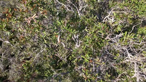 Aerial Overhead View of Dense Australian Bushland Foliage Stock Footage 345691797