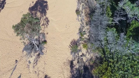 Aerial Overhead View of Dry Sandy Creek Bed and Eucalyptus Trees Stock Footage 346012115