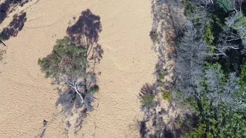 Aerial Overhead View of Dry Sandy Creek Bed and Eucalyptus Trees Stock Footage 346572558