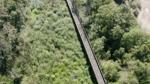 Aerial Overhead View of Elevated Forest Boardwalk on Sunny Day Stock Footage 149383897