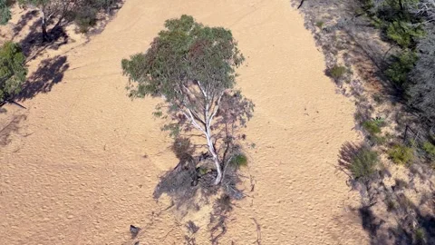 Aerial Overhead View of Eucalyptus Tree in Dry Sandy Creek Bed Stock Footage 345767770