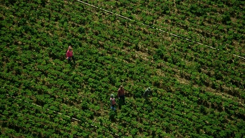 Aerial overhead view field workers harvesting crops Oxnard Stock Footage 91549095