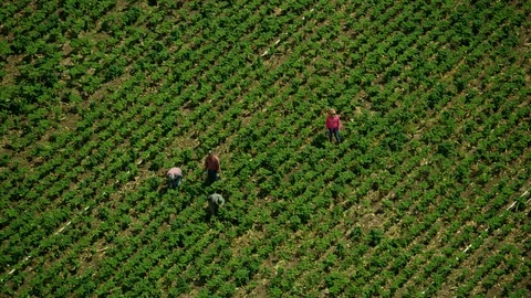 Aerial overhead view field workers harvesting crops Oxnard Stock Footage 91549112