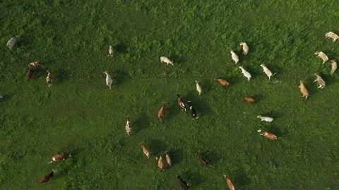 Aerial overhead view of herd of cows on grazing. Rural organic farm Stock-Footage 237467108