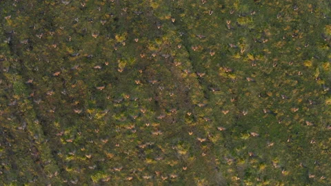 Aerial overhead view looking down a raft of ducks, geese taking flight at sunset Video stock 202695023
