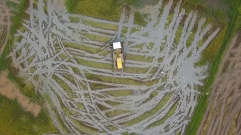 Aerial overhead view of paddy machine harvesting on paddy field Video stock 98003132