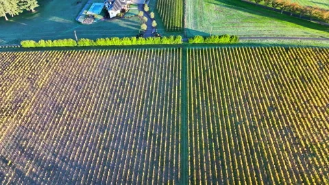 Aerial: Overhead View Of Parallel Vine Rows In A Lush Vineyard, Showcasing Stock Footage 272481009