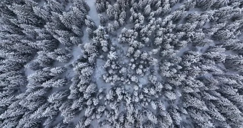 Aerial overhead view of snow-covered pine trees after a cold, icy snowstorm Stock Footage 205095553