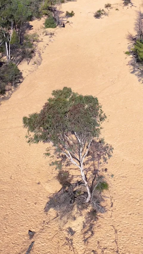 Aerial Overhead View of Solitary Eucalyptus Tree in Dry Sandy Creek Bed Stock Footage 345486100