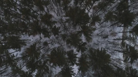 Aerial: Overhead View of Winter Forest 動画素材 88977503