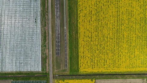 Aerial Overview of Patchwork Rapeseed Fields in Rural Japan Stock Footage 342838651