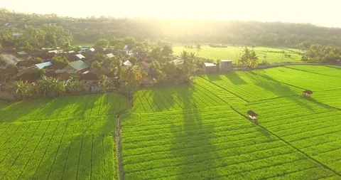 Aerial Paddy Field Vídeos de archivo 100331191