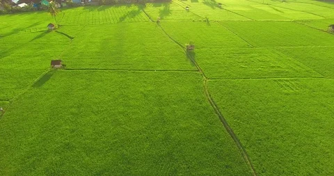 Aerial Paddy Field 動画素材 100331489