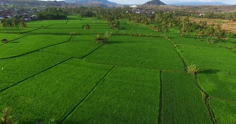 Aerial Paddy Field Stock Footage 100339007