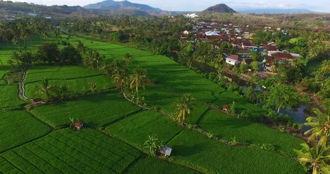Aerial Paddy Field Stock Footage 100339011