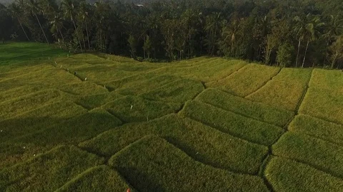 Aerial Paddy Field Stock Footage 100370080