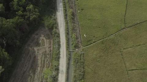 Aerial Paddy Fields forward pan drone shot Stock Footage 247397572