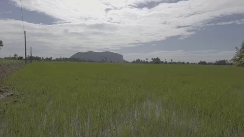 Aerial Paddy fields, Malaysia Stock Footage 86094724