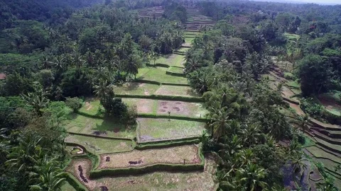 Aerial of paddy fields with palm trees on both sides Stock-Footage 81450808