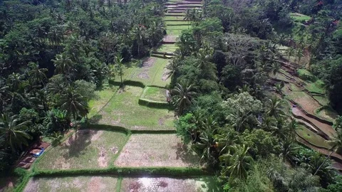 Aerial of paddy fields with palm trees on both sides Video stock 81450830