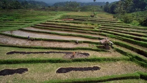 Aerial of paddy fields on the slope Stock Footage 81448931