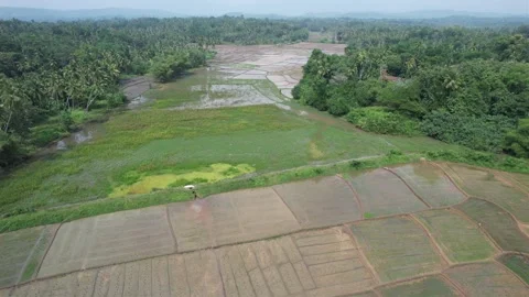 Aerial Paddy fields - Sri Lanka Stock Footage 229880686