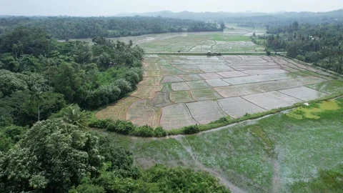 Aerial Paddy fields - Sri Lanka Stock Footage 229880968