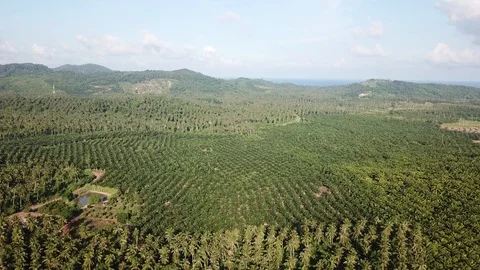 Aerial Palm forest Stock Footage 90995839