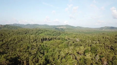 Aerial Palm forest Stock Footage 90995961