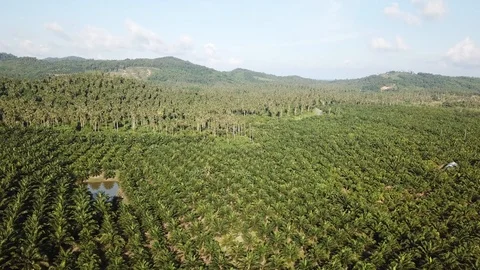 Aerial Palm forest Stock Footage 90996275