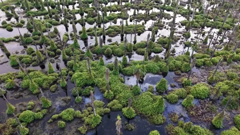 Aerial Palm Tree Marsh Drone Overhead Vegetation View 스톡 동영상 329348301