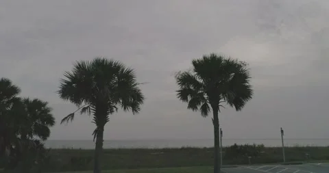 Aerial of palm trees and ocean during Sahara dust cloud 2020 footage Stock Footage 133620122