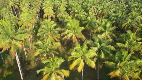 Aerial Palm trees Video stock 123139611